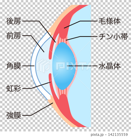 Structure of the eye: Cross-section of the eyeball Structure of the eye: Cross-section of the eyeball 142135559
