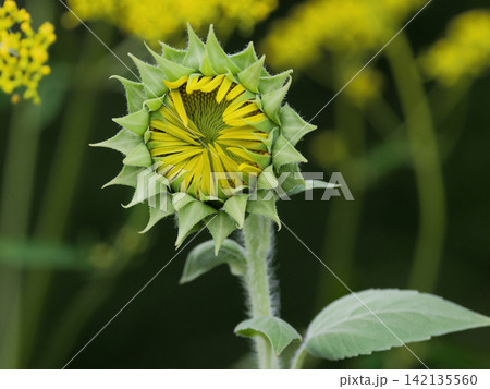 夏を象徴する花 キク科ヒマワリの花 夏を象徴する花 キク科ヒマワリの花 142135560