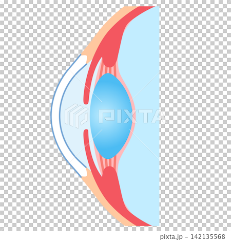 Structure of the eye: Cross-section of the eyeball Structure of the eye: Cross-section of the eyeball 142135568