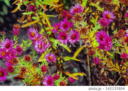 Bright Magenta Autumn Aster with Fresh and Fading Flowers Bright Magenta Autumn Aster with Fresh and Fading Flowers 142135804