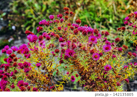Purple Autumn Aster Showing Fresh and Spent Blooms Purple Autumn Aster Showing Fresh and Spent Blooms 142135805