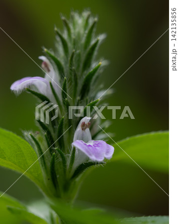 小さな可愛い狐の孫 小さな可愛い狐の孫 142135856