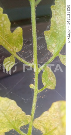 ハダニの影響を受けたトマトの葉 ハダニの影響を受けたトマトの葉 142135859