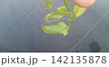 ハダニの影響を受けたトマトの葉 142135878