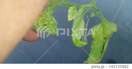 ハダニの影響を受けたトマトの葉 ハダニの影響を受けたトマトの葉 142135882