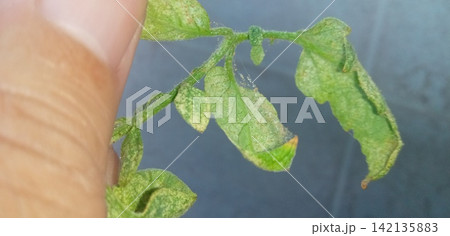 ハダニの影響を受けたトマトの葉 ハダニの影響を受けたトマトの葉 142135883