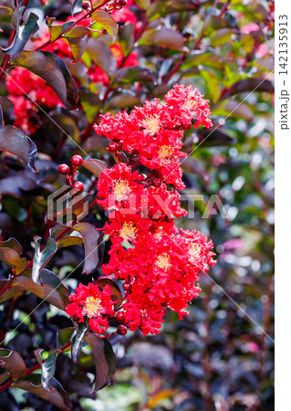 夏のガーデンで咲く美しく赤色のサルスベリの花  142135913