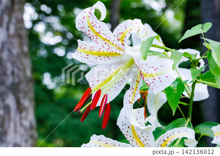 日本の林の中で咲く美しい山ユリの花のクローズアップ 日本の林の中で咲く美しい山ユリの花のクローズアップ 142136012