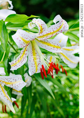 日本の林の中で咲く美しい山ユリの花のクローズアップ 日本の林の中で咲く美しい山ユリの花のクローズアップ 142136013