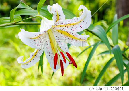 日本の林の中で咲く美しい山ユリの花のクローズアップ 日本の林の中で咲く美しい山ユリの花のクローズアップ 142136014