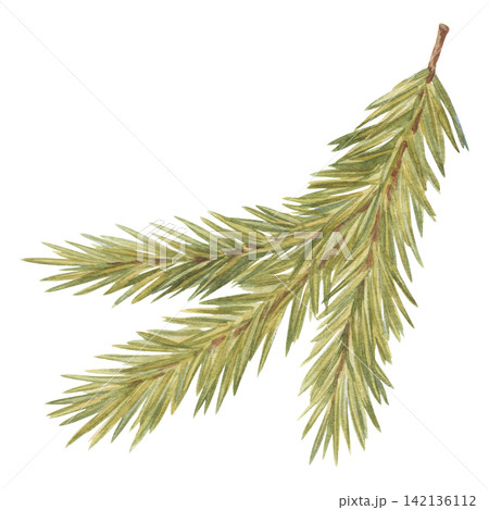 Watercolor green pine needle branch. Vintage winter Christmas tree illustration shows realistic evergreen conifer sprig. Botanical plant art suits card and holiday decoration. Natural forest graphic. Watercolor green pine needle branch. Vintage winter Christmas tree illustration shows realistic evergreen conifer sprig. Botanical plant art suits card and holiday decoration. Natural forest graphic. 142136112