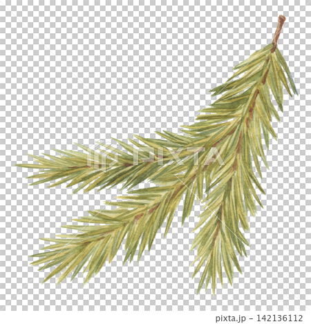 Watercolor green pine needle branch. Vintage winter Christmas tree illustration shows realistic evergreen conifer sprig. Botanical plant art suits card and holiday decoration. Natural forest graphic. Watercolor green pine needle branch. Vintage winter Christmas tree illustration shows realistic evergreen conifer sprig. Botanical plant art suits card and holiday decoration. Natural forest graphic. 142136112