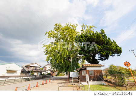 黄葉が始まったイチョウの木と網引駅(兵庫県加西市) 黄葉が始まったイチョウの木と網引駅(兵庫県加西市) 142136148