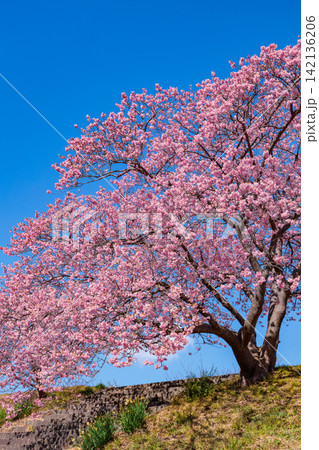 伊豆の川端に咲く青空背景の美しい河津桜 伊豆の川端に咲く青空背景の美しい河津桜 142136206