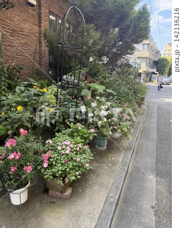 街の歩道・道路沿いを彩る綺麗な鉢植えの花々 街の歩道・道路沿いを彩る綺麗な鉢植えの花々 142136216