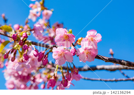 早春に美しく咲く青空背景の河津桜の花のクローズアップ 早春に美しく咲く青空背景の河津桜の花のクローズアップ 142136294