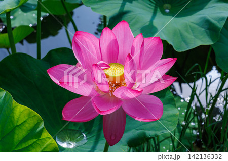 早朝の池に咲く美しいピンク色のハスの花のクローズアップ 早朝の池に咲く美しいピンク色のハスの花のクローズアップ 142136332