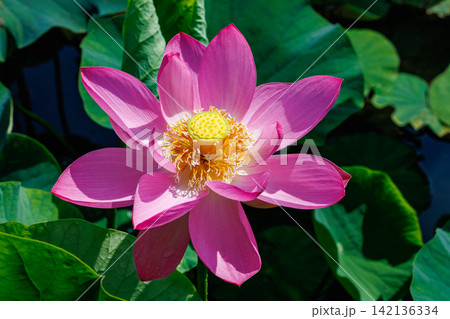 早朝の池に咲く美しいピンク色のハスの花のクローズアップ 早朝の池に咲く美しいピンク色のハスの花のクローズアップ 142136334