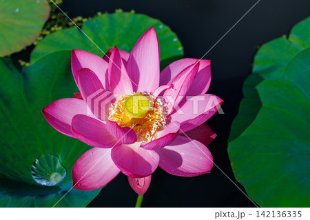 早朝の池に咲く美しいピンク色のハスの花のクローズアップ 早朝の池に咲く美しいピンク色のハスの花のクローズアップ 142136335