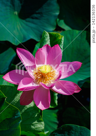 早朝の池に咲く美しいピンク色のハスの花のクローズアップ 早朝の池に咲く美しいピンク色のハスの花のクローズアップ 142136336