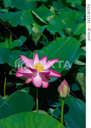 夏の早朝の池に美しく咲くピンク色のハスの花 142136359