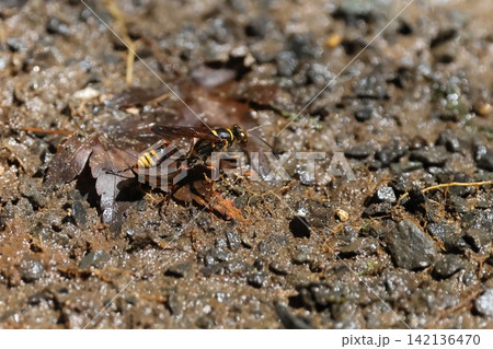 生き物 昆虫 モンキジガバチ、細い腰の独特の姿に黄色と黒の縞模様。腹部の根元や脚に赤色が入ります 生き物 昆虫 モンキジガバチ、細い腰の独特の姿に黄色と黒の縞模様。腹部の根元や脚に赤色が入ります 142136470