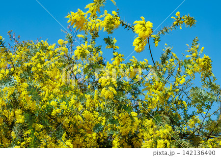 春の訪れを知らせる青空背景の黄色いミモザの花 春の訪れを知らせる青空背景の黄色いミモザの花 142136490