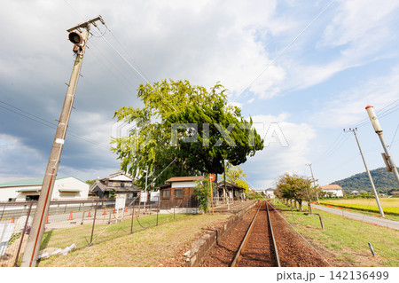 黄葉が始まったイチョウの木と網引駅(兵庫県加西市) 黄葉が始まったイチョウの木と網引駅(兵庫県加西市) 142136499