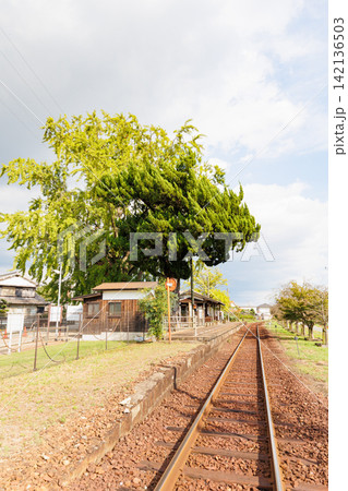 黄葉が始まったイチョウの木と網引駅（兵庫県加西市） 142136503