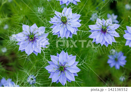 ガーデンで咲く美しいブルーのニゲラの花のクローズアップ 142136552