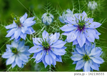 ガーデンで咲く美しいブルーのニゲラの花のクローズアップ ガーデンで咲く美しいブルーのニゲラの花のクローズアップ 142136555