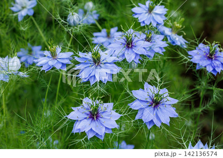 ガーデンで咲く美しいブルーのニゲラの花 ガーデンで咲く美しいブルーのニゲラの花 142136574