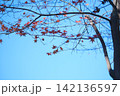 澄んだ空気の中の冬のもみじ 142136597
