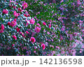 咲き誇る赤とピンクのサザンカ 142136598