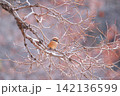 枯れ色の中のモズ 142136599