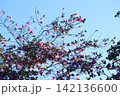 空に浮かぶピンクのサザンカ 142136600
