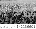 日向と日陰で二色に分かれた冬の蓮池 142136601