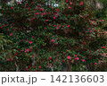 かんざしを刺したような赤い山茶花 142136603