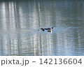 鴨の食事 142136604