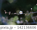 可愛い梅の花 142136606