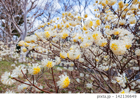 春の森に咲くかわいいミツマタの花 春の森に咲くかわいいミツマタの花 142136649