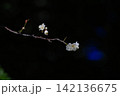 日陰で浮かび上がる白梅 142136675