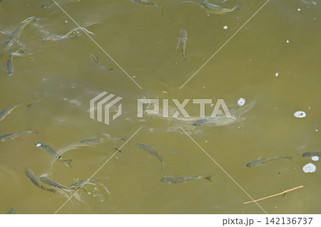 魚の群れ 魚の群れ 142136737