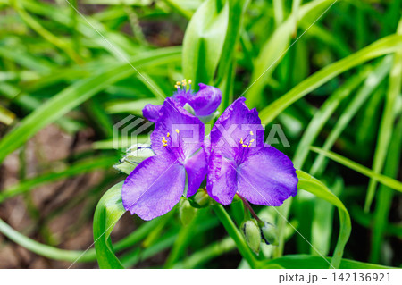 初夏のガーデンのムラサキツユクサの花 初夏のガーデンのムラサキツユクサの花 142136921