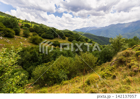 Mountain trees and green meadows of Picos de Europa Mountain trees and green meadows of Picos de Europa 142137057