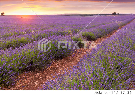 Endless rows of flowering lavender bushes in sunset 142137134
