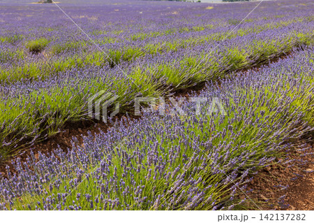 Endless lavender fields stretching under summer sky Endless lavender fields stretching under summer sky 142137282
