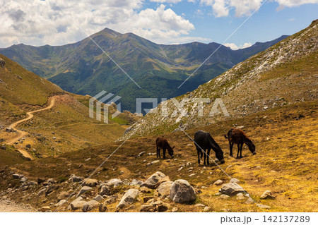 Mountain landscape with donkeys in Picos de Europa Mountain landscape with donkeys in Picos de Europa 142137289