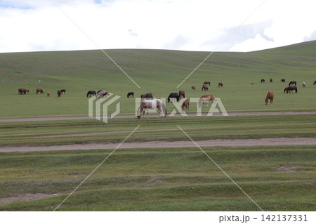 モンゴル・アルハンガイ県の草原で放牧される馬 モンゴル・アルハンガイ県の草原で放牧される馬 142137331