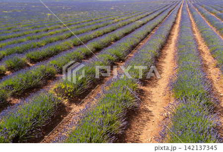 Colorful landscape view of lavender cultivation field at half harvest in province of Guadalajara, Spain Colorful landscape view of lavender cultivation field at half harvest in province of Guadalajara, Spain 142137345